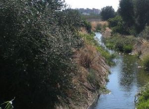 Canale Reale