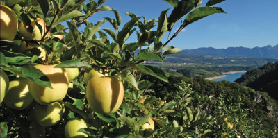 Mele del Trentino Mele del Trentino